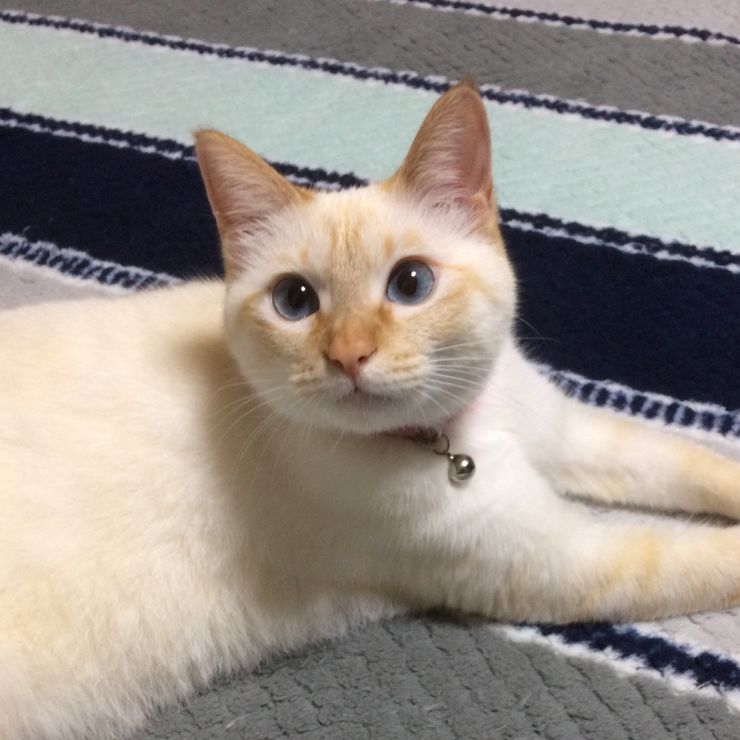 我が家のかわいいお嬢さん