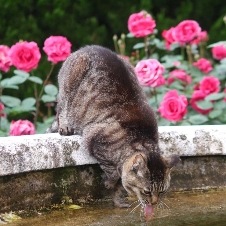 不思議の水
