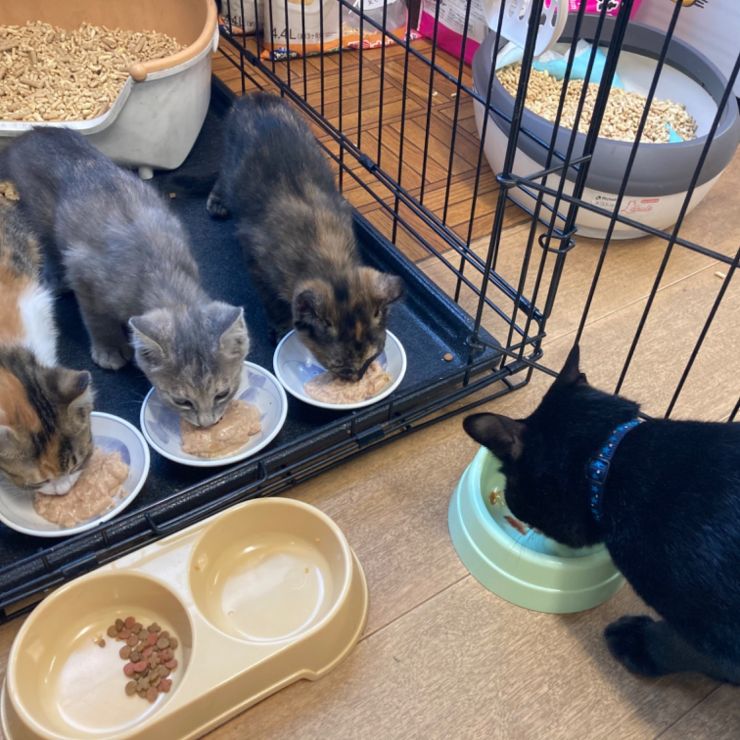 叔父にゃん、ありがとう！