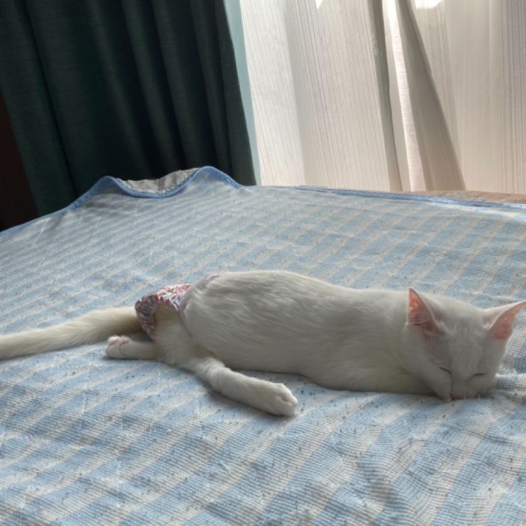 ふかふかベッドでおやすみ