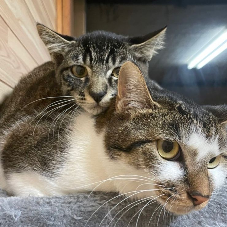 姉妹猫！