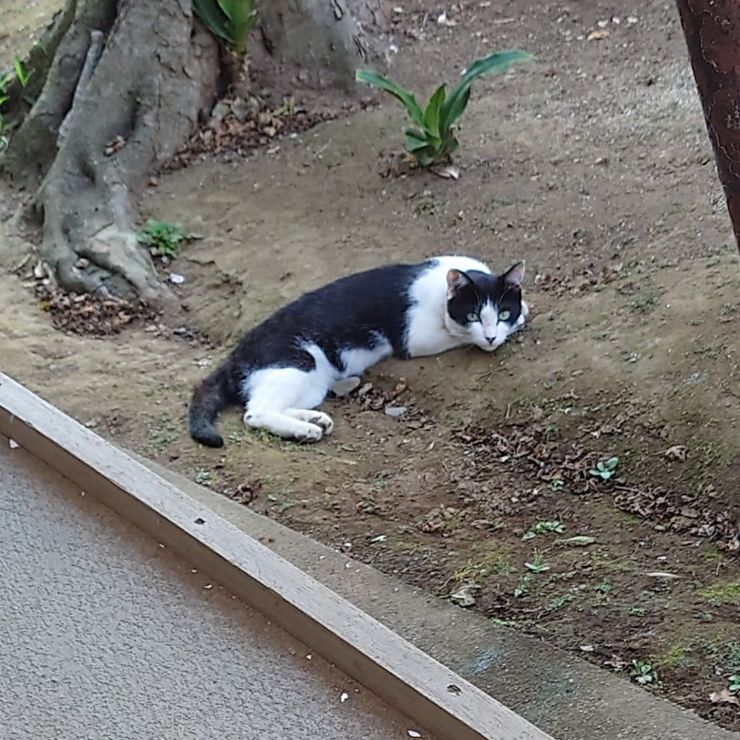 暑い日に涼みにきた