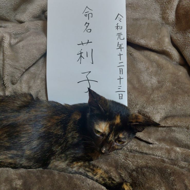 うちの子記念日