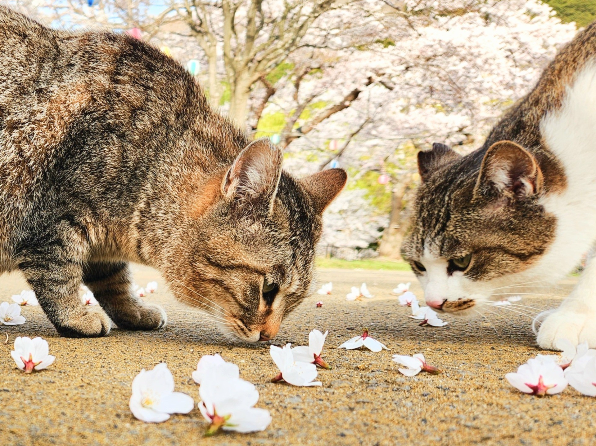 ボクたちのサクラ