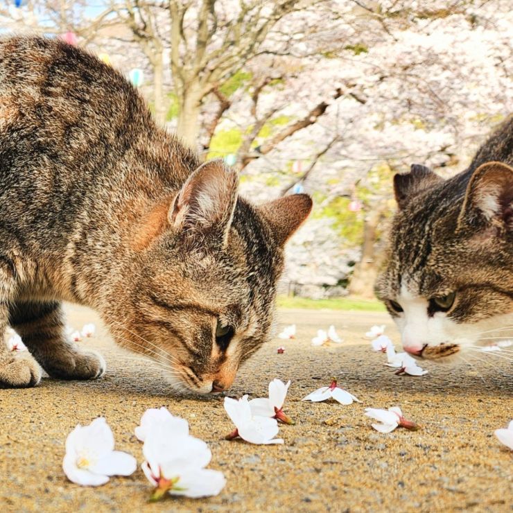 ボクたちのサクラ