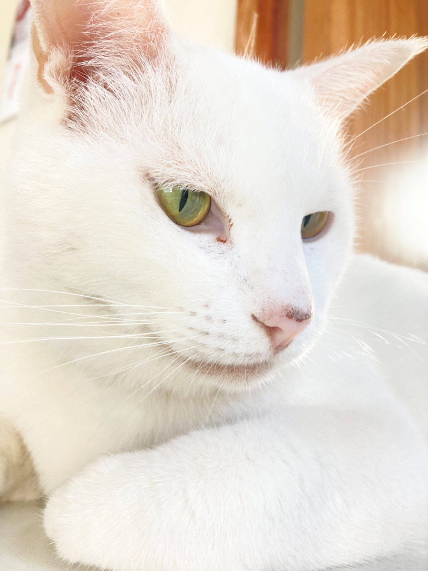やって来た‼️幸せ呼び込むさくらねこ