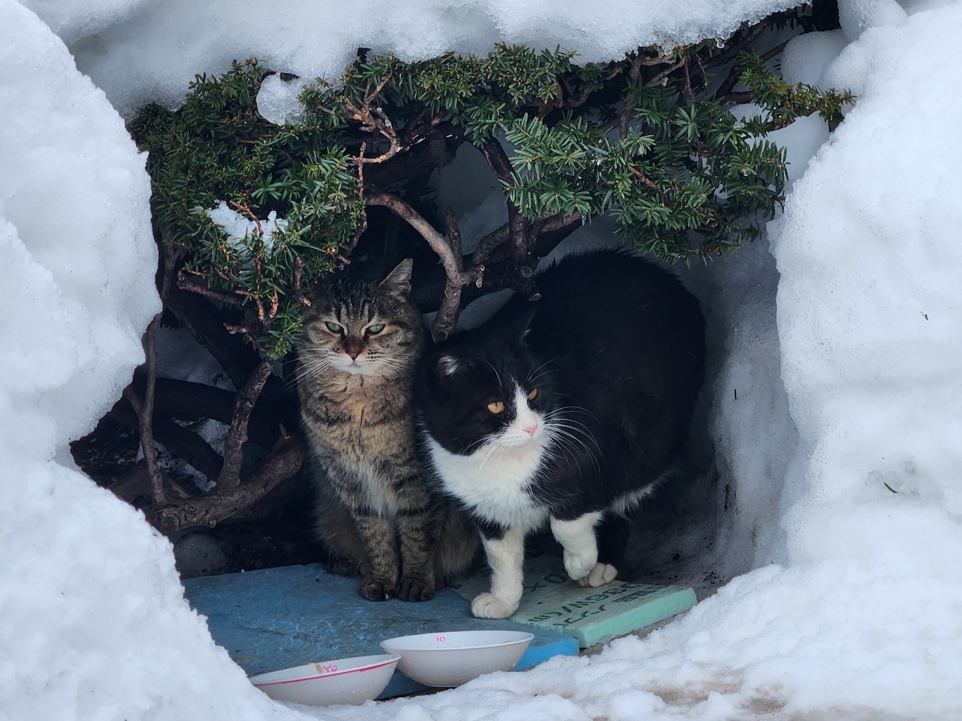 木と雪のカマクラで