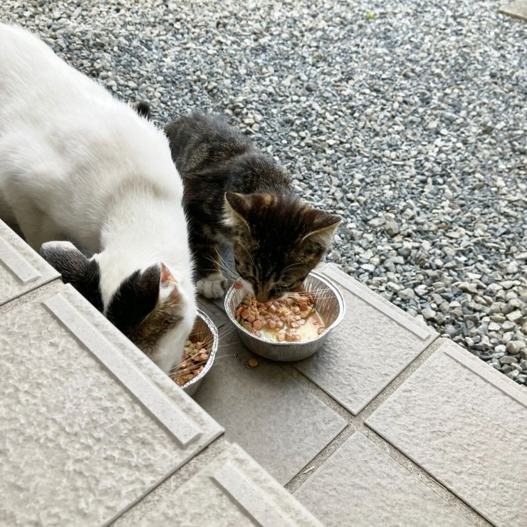 どうぶつ基金　子猫保護～里親へ