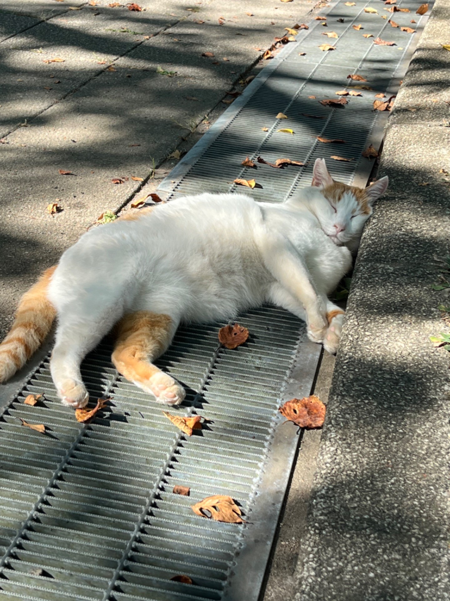 毎日暑くてやだなぁ、ここがベストポジション