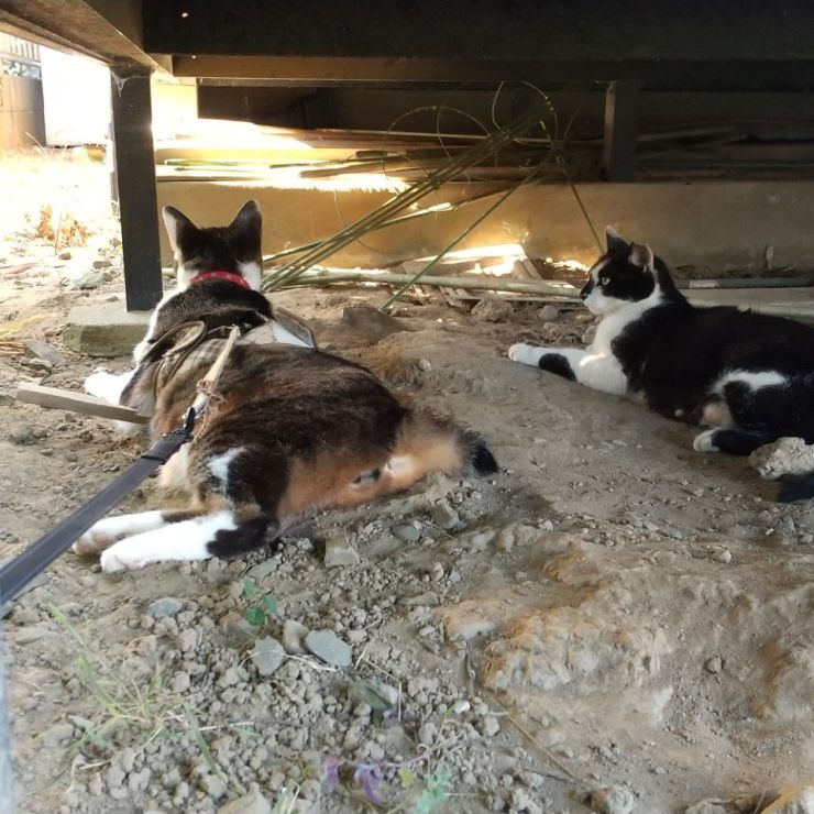 さくらねこと