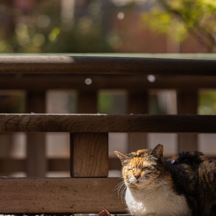 さくらさくら