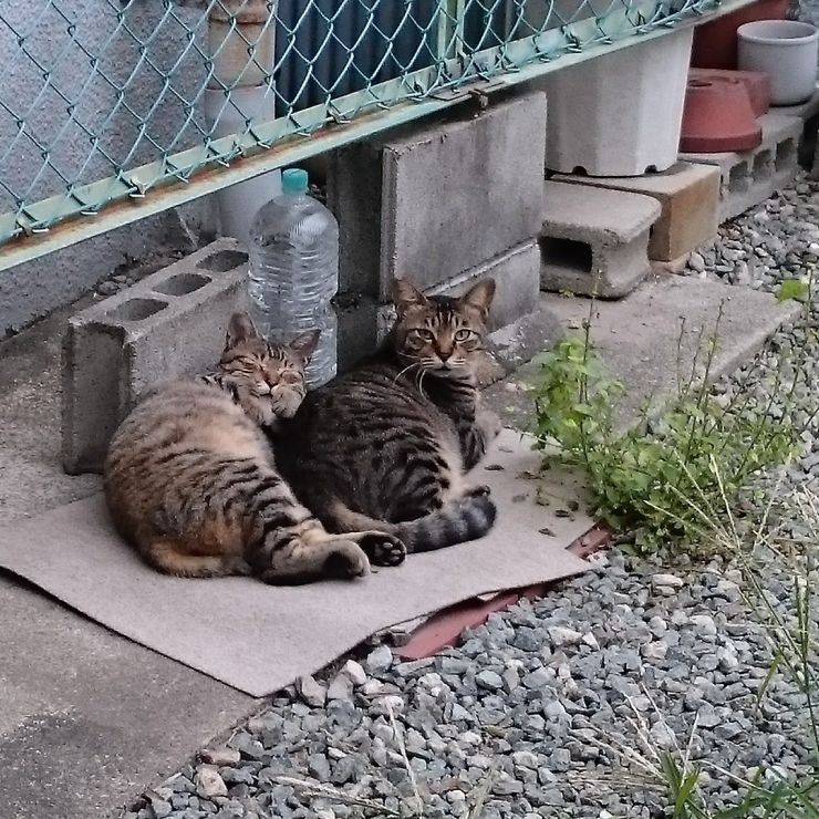 シ〜