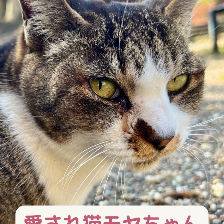 どうぶつ基金🌸愛され猫モヤちゃん
