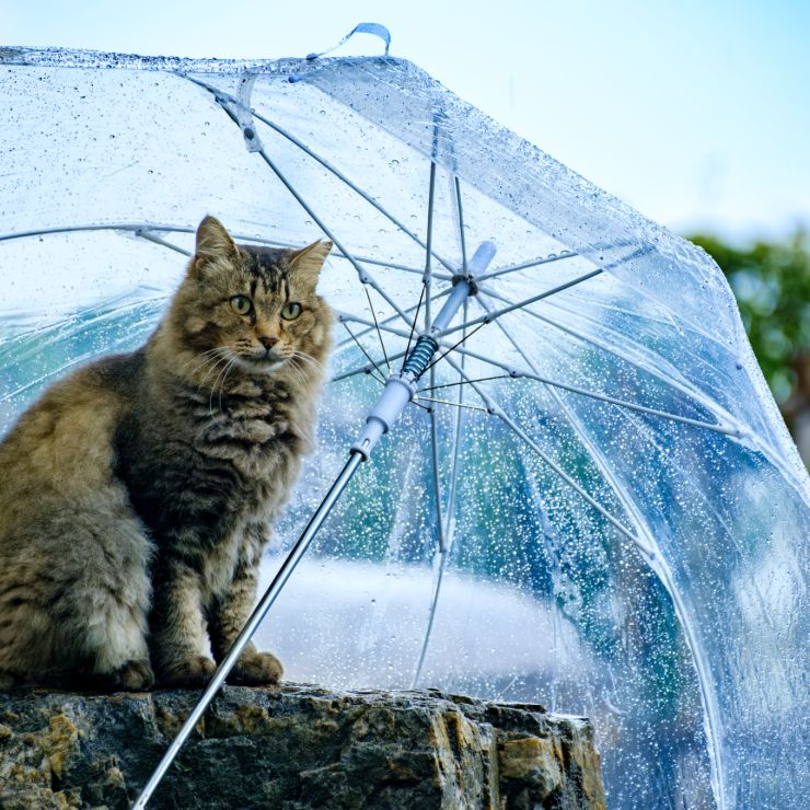 憂鬱な梅雨も猫さんが居れば悪くない？