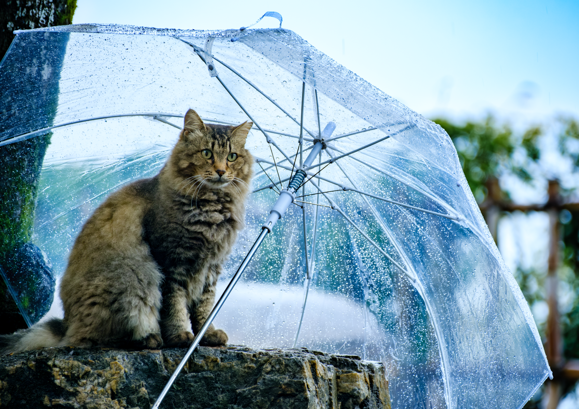 憂鬱な梅雨も猫さんが居れば悪くない？