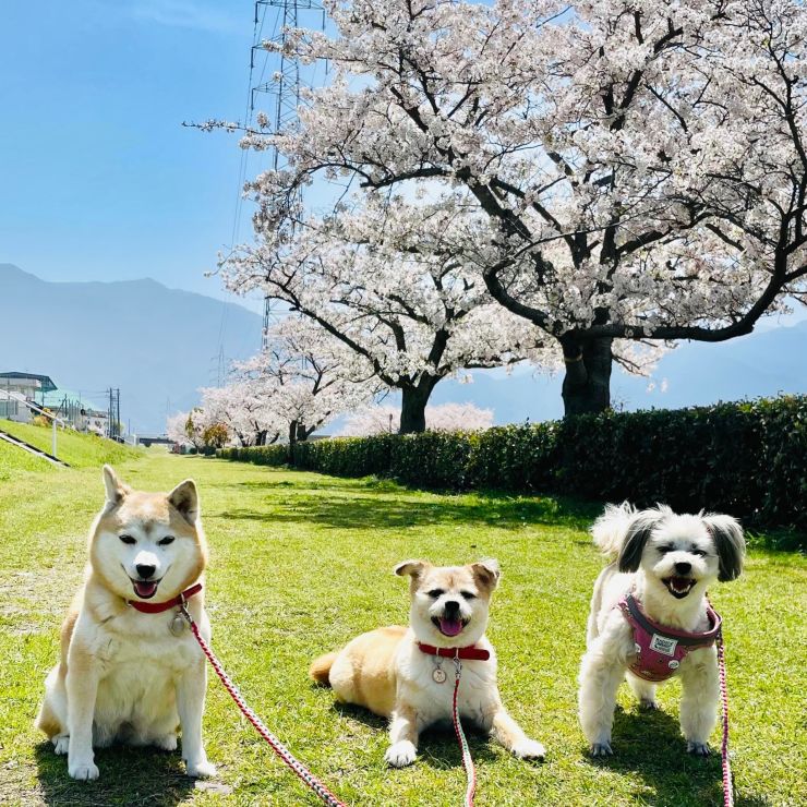 お花見散歩最高でキラキラ笑顔！？