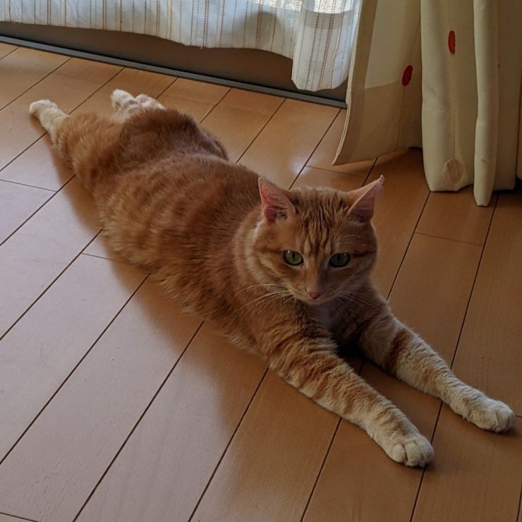いのちつないだニャンコ