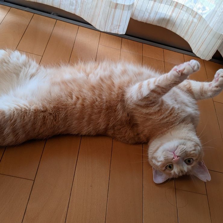 さくらねこ