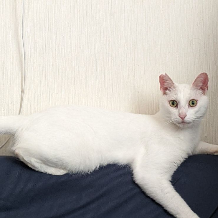 さくらねこ