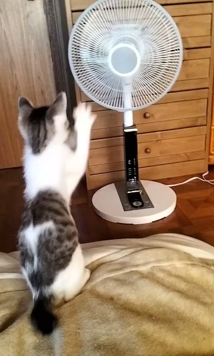 扇風機は僕の敵？