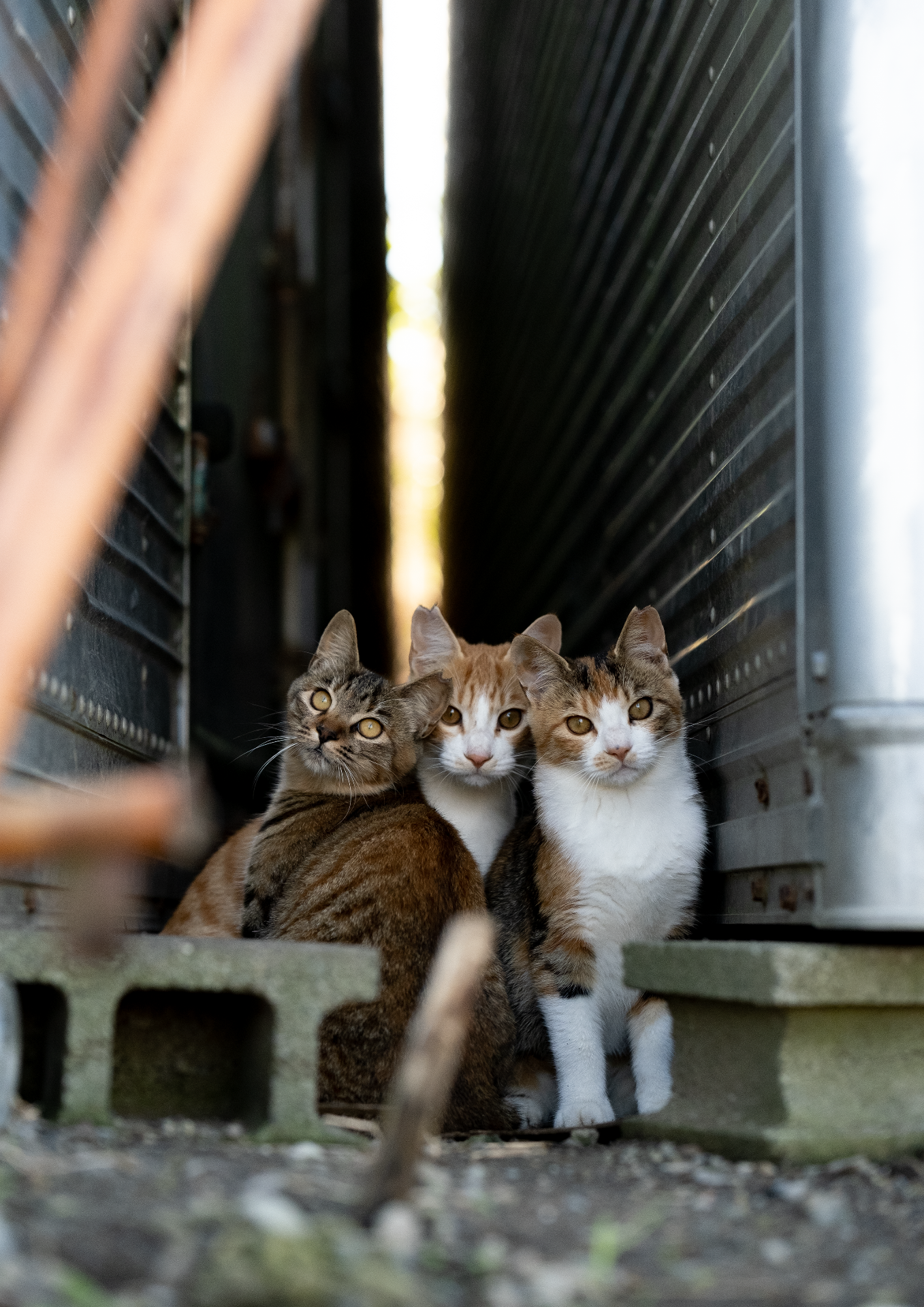 コンテナの谷の猫