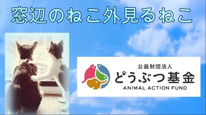 どうぶつ基金：『ゴンちゃん鳴き声大作戦』で助けられた母猫チャイちゃんのお話