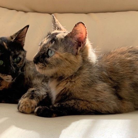 よかったね♡と言ってるママ猫さん