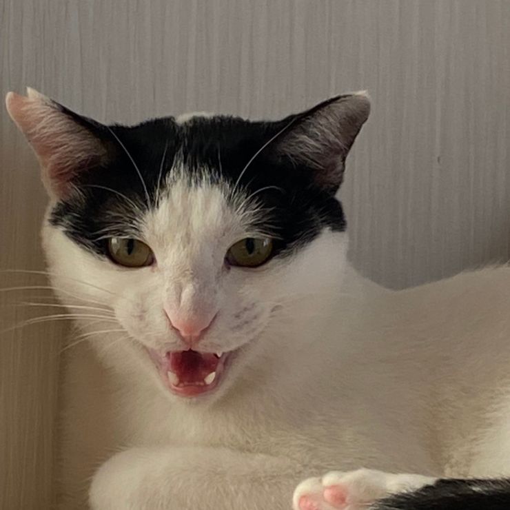 コラ