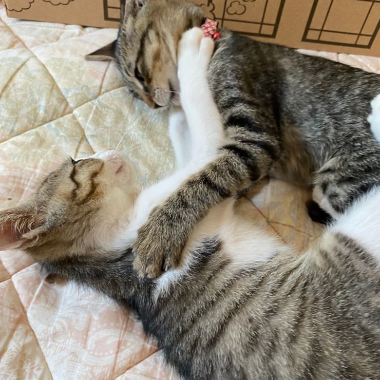 やるかぁ