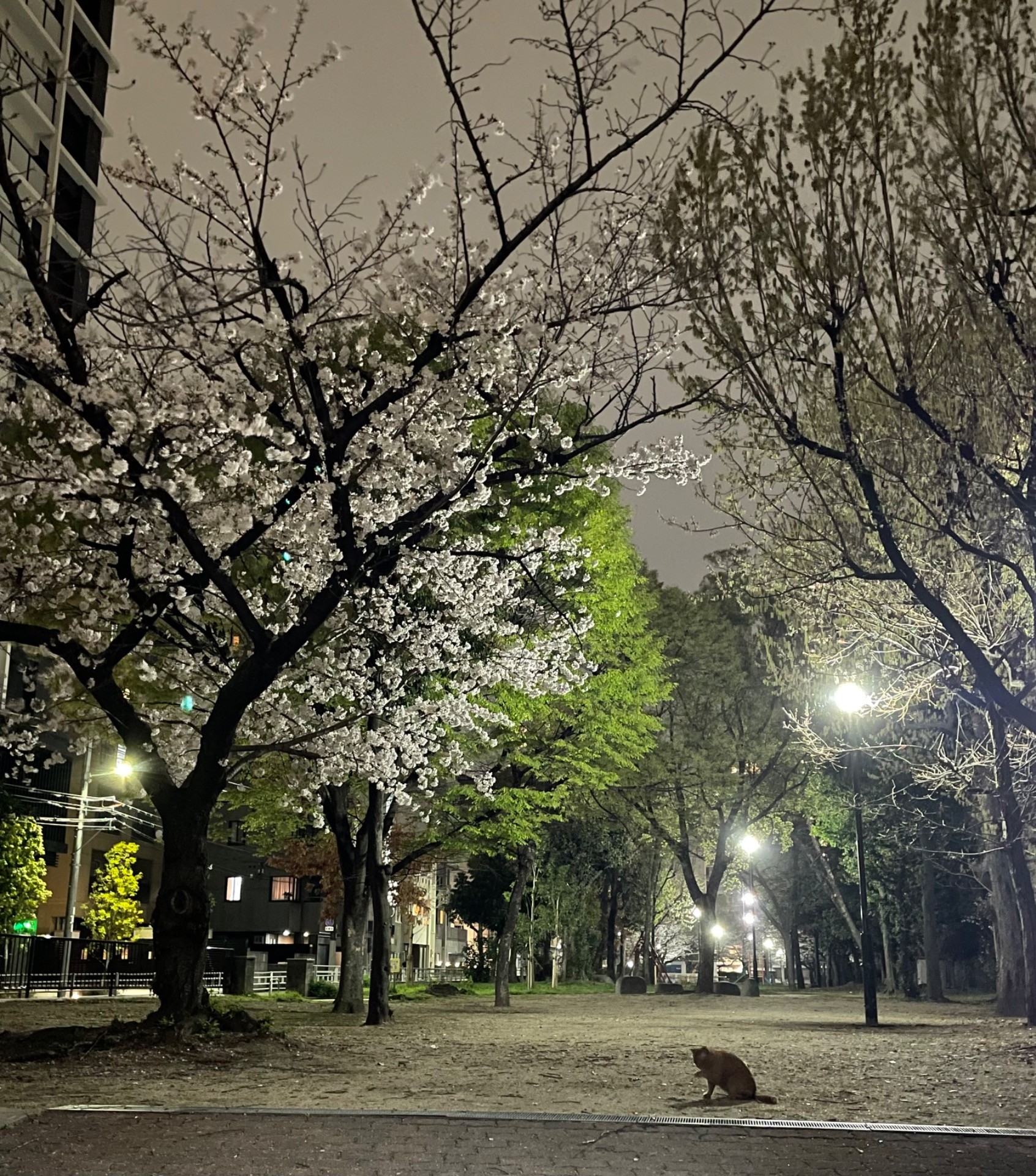 桜と猫
