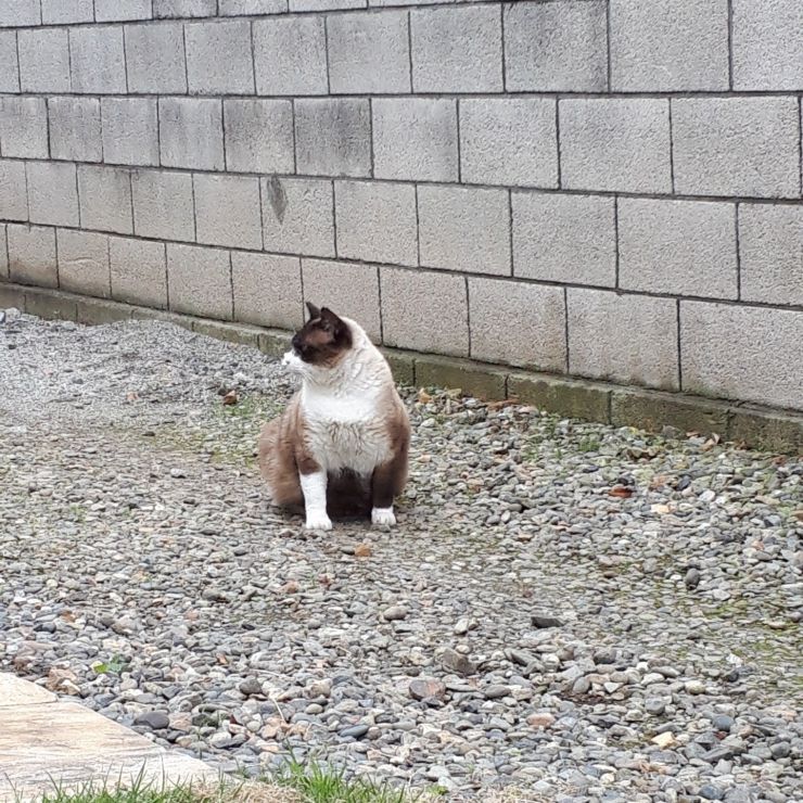 ダイエットしなきゃ！