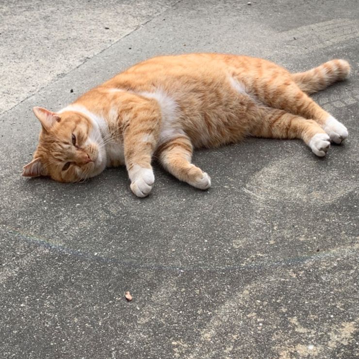 さくら猫でも元気！
