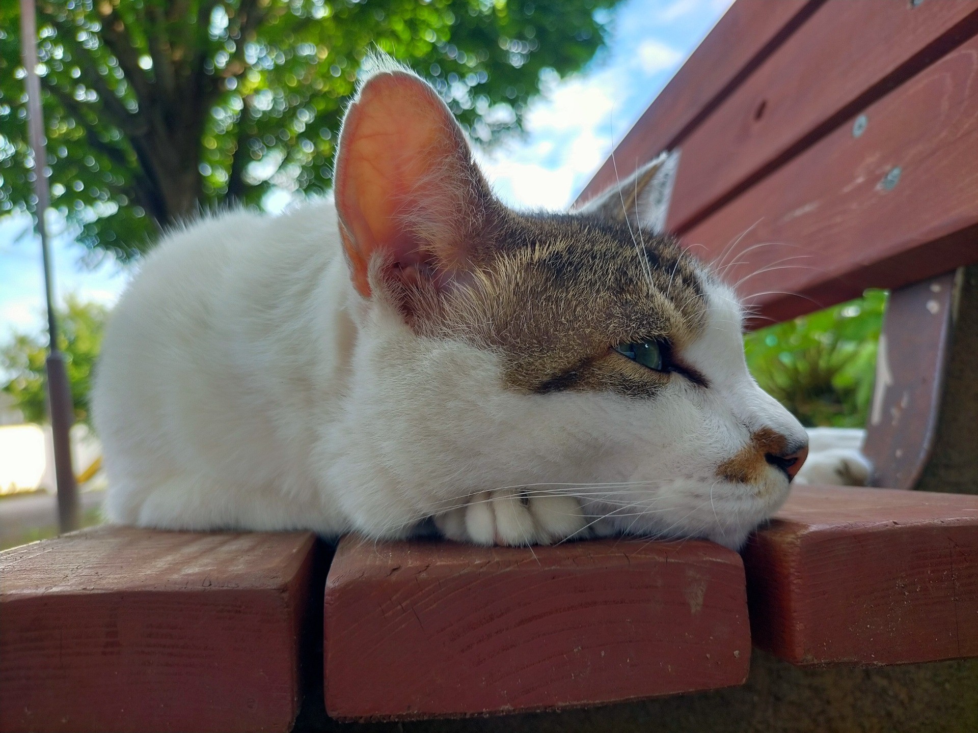 猛暑日続く