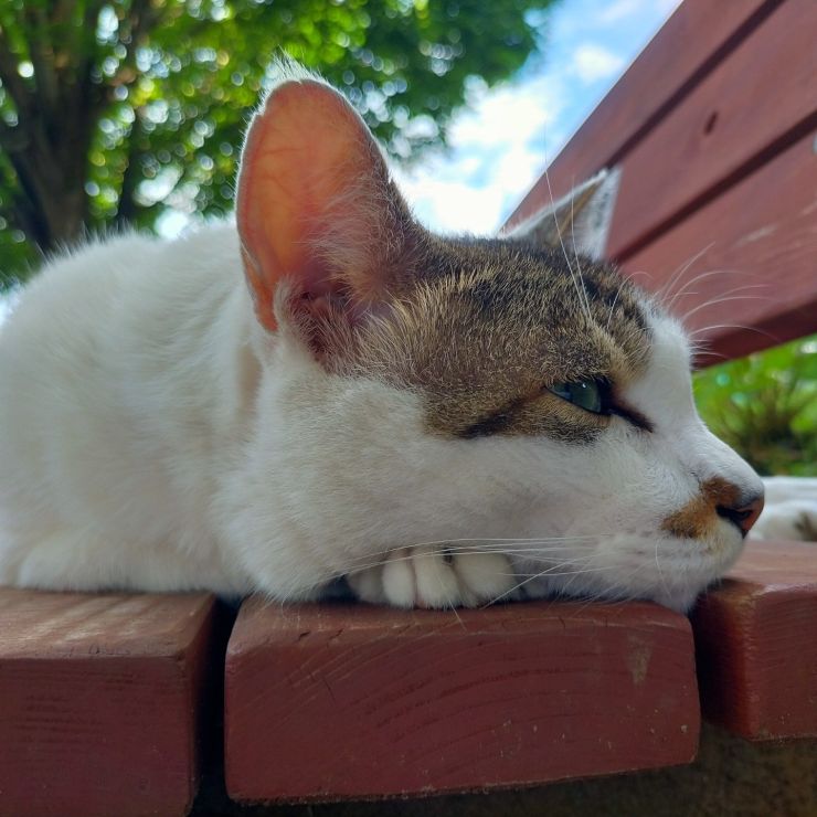 猛暑日続く