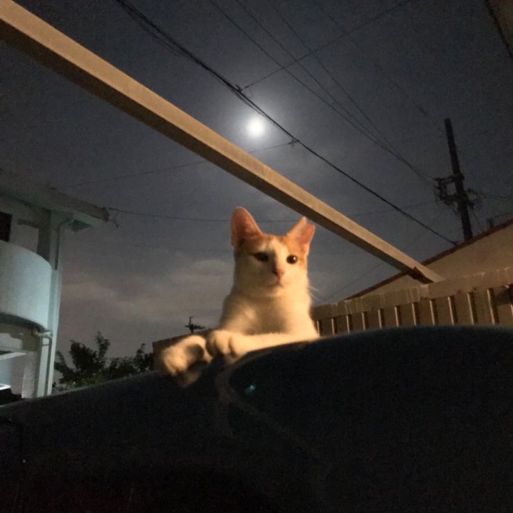 満月のさくら