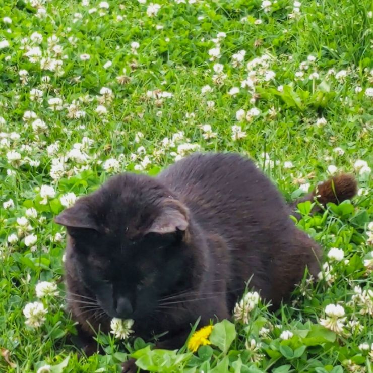 ワタシ、家猫になったよ！