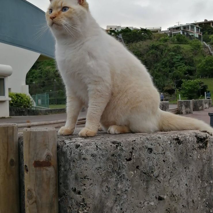 公園の「シーサー！？」