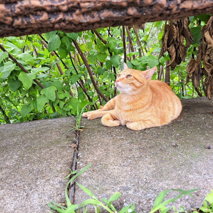 台風一過