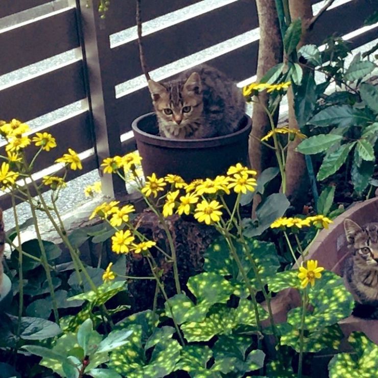 花と猫