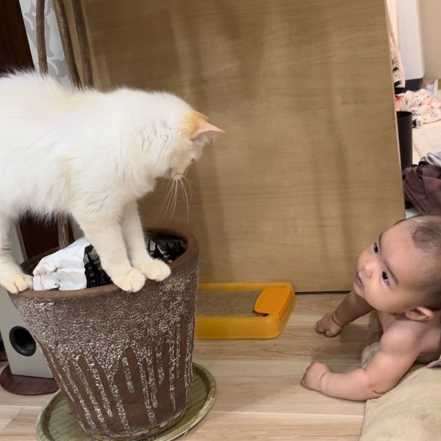 猫と赤ちゃんの戦い