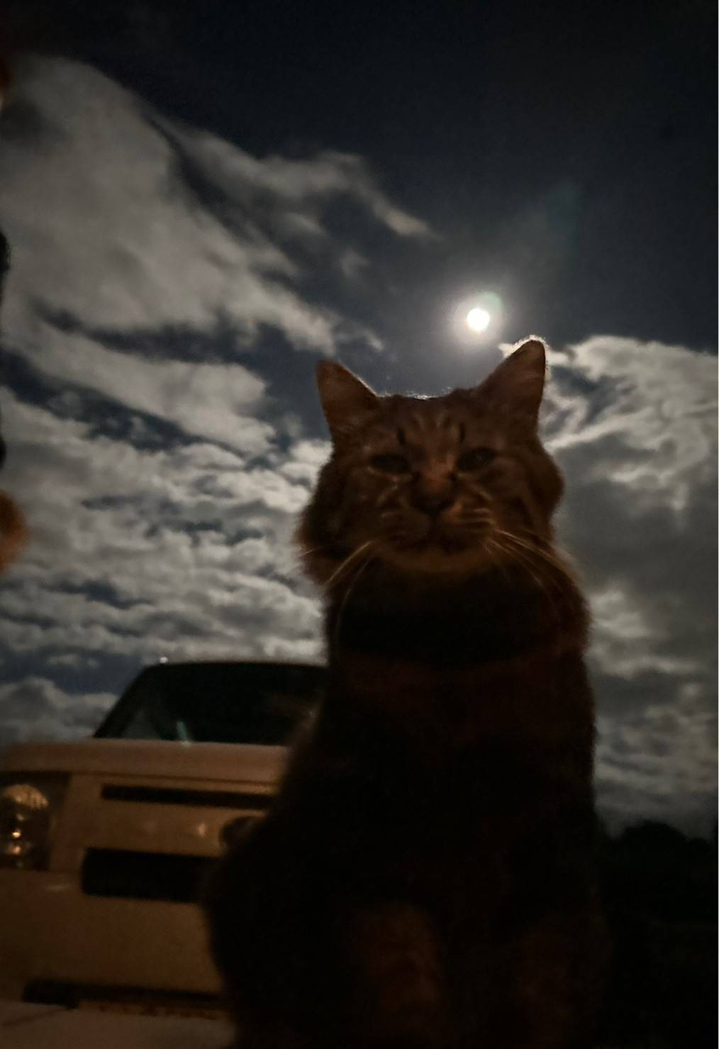 月光の猫