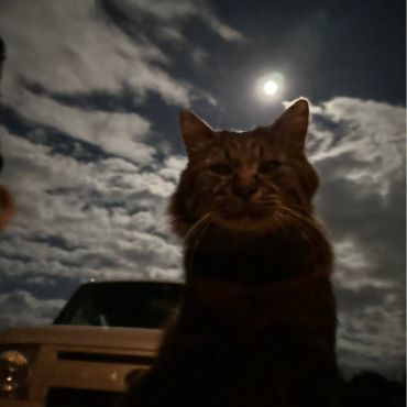 月光の猫