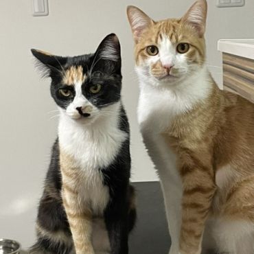 いのちつないだ！今ではすっかり家猫になりました！