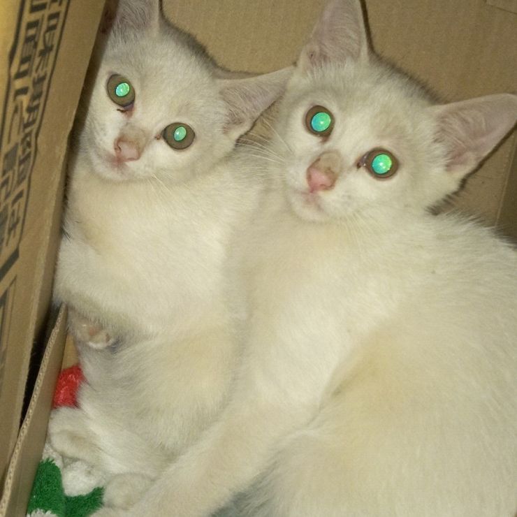 残された子猫たち
