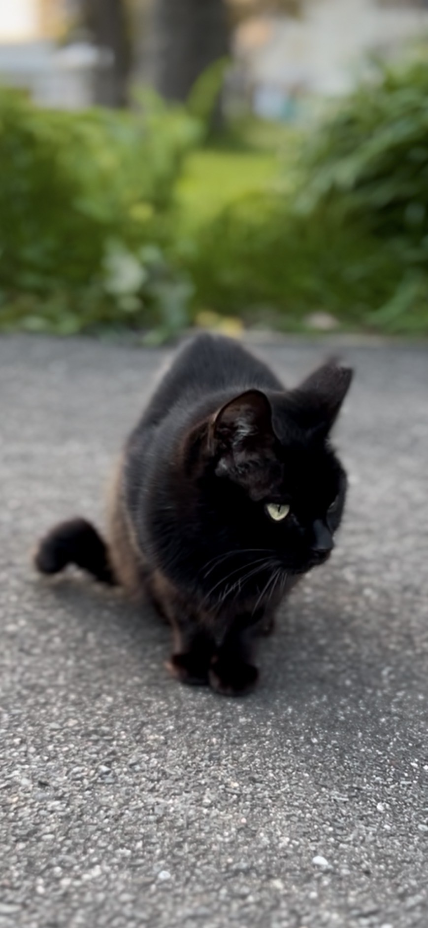 3年越しのTNR