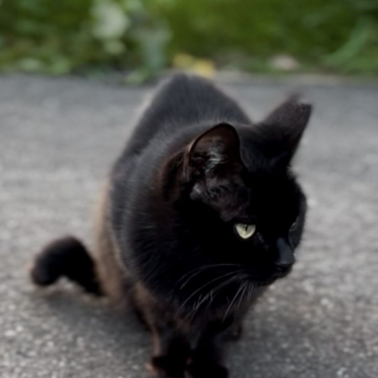 3年越しのTNR