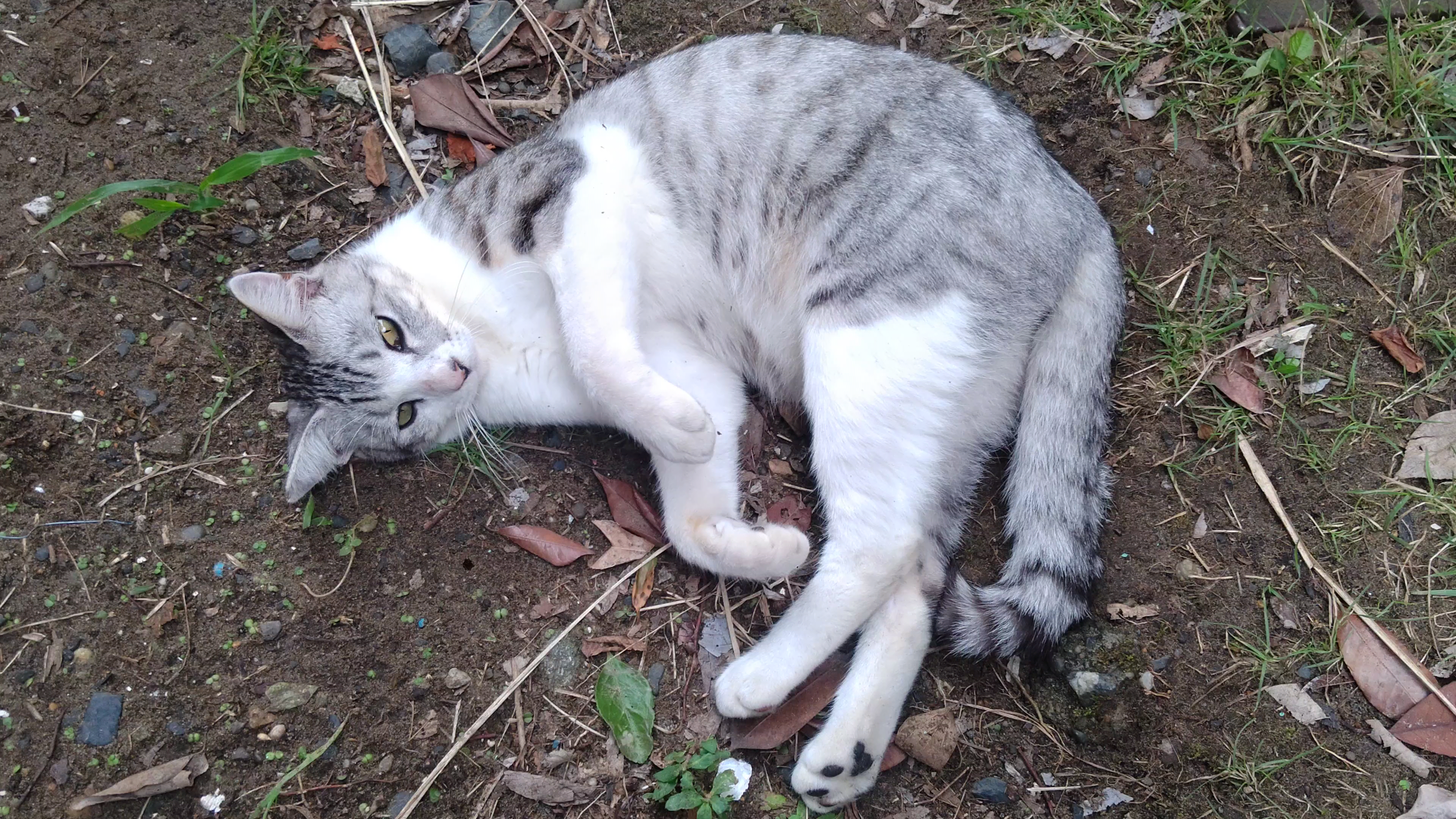 ごろん