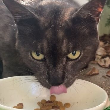 毎朝ごちそうさま😋