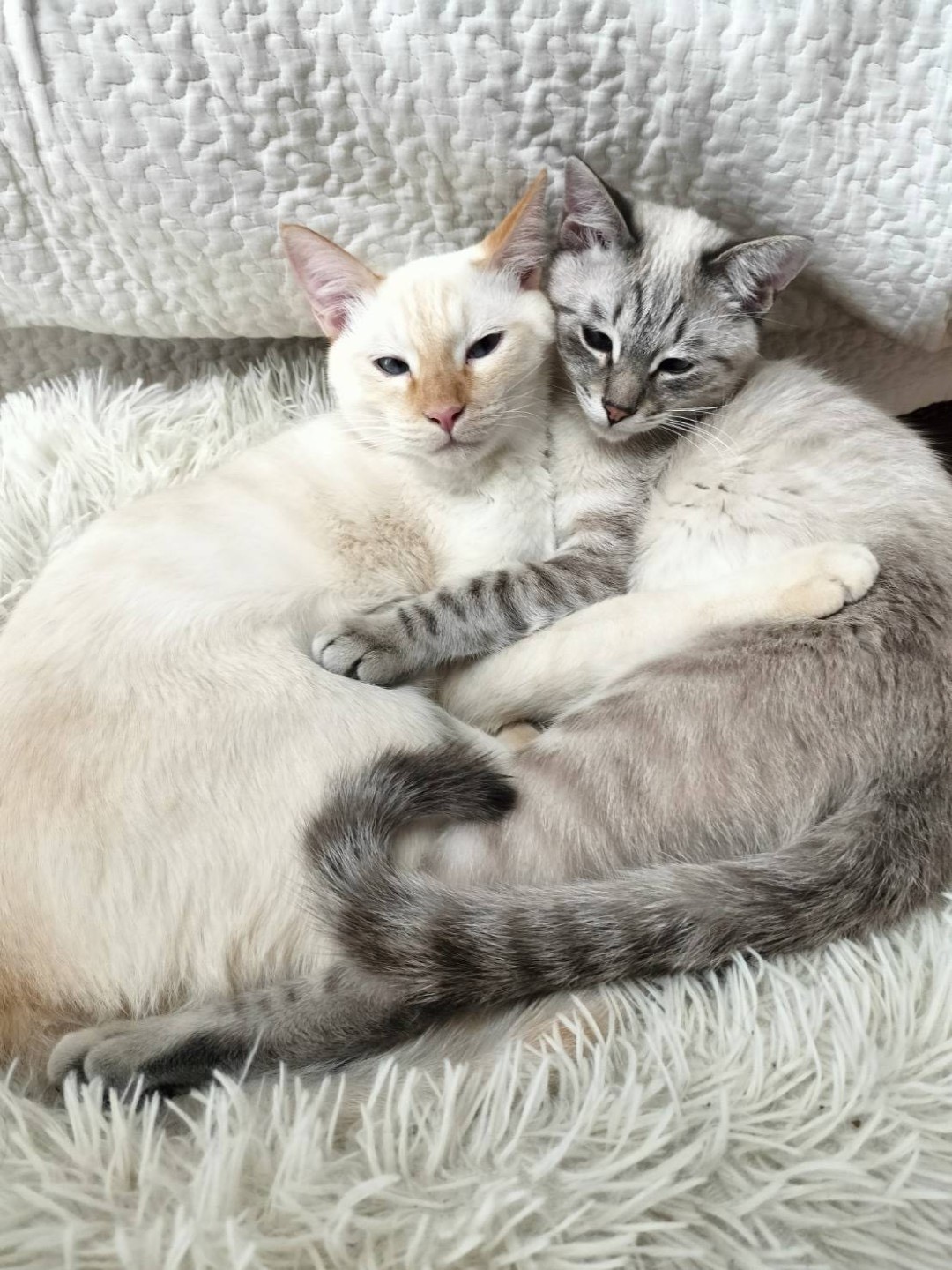 今はしあわせふかふか