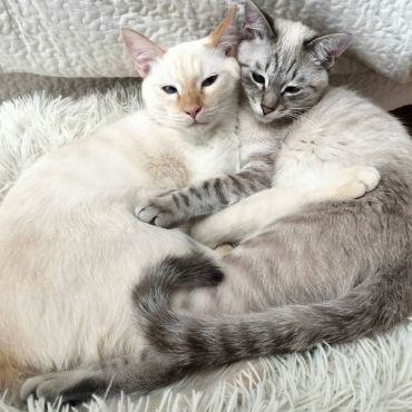 今はしあわせふかふか